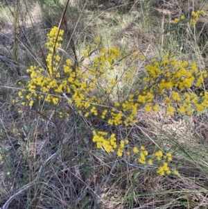 Acacia buxifolia subsp. buxifolia at O'Connor, ACT - 3 Sep 2022