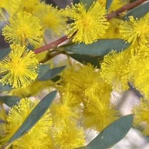 Acacia buxifolia subsp. buxifolia at O'Connor, ACT - 3 Sep 2022