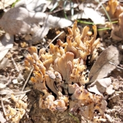 Clavulina sp. (A coral fungus) at Wirlinga, NSW - 3 Sep 2022 by RobCook