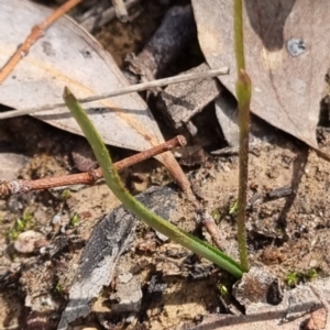 Caladenia fuscata at O'Connor, ACT - suppressed