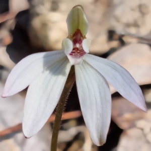 Caladenia fuscata at O'Connor, ACT - suppressed