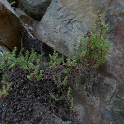 Crassula sieberiana (Austral Stonecrop) at Kowen, ACT - 28 Aug 2022 by Paul4K