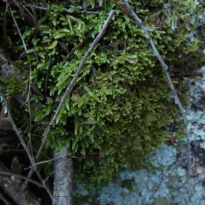 Unidentified Moss, Liverwort or Hornwort at Kowen, ACT - 28 Aug 2022 by Paul4K