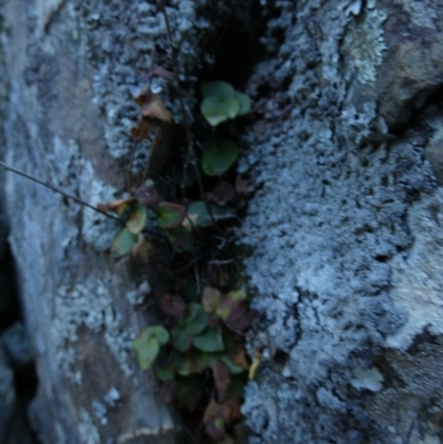 Pellaea calidirupium (Hot Rock Fern) at Kowen, ACT - 28 Aug 2022 by Paul4K