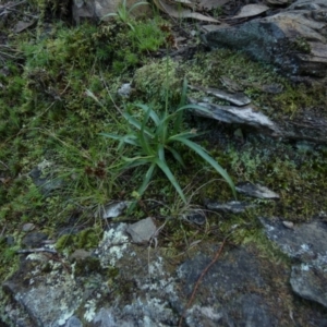 Luzula densiflora at Kowen, ACT - 28 Aug 2022