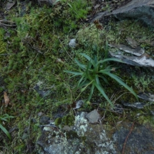 Luzula densiflora at Kowen, ACT - 28 Aug 2022