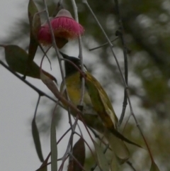 Nesoptilotis leucotis (White-eared Honeyeater) at Murga, NSW - 30 Aug 2022 by Paul4K