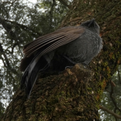 Struthidea cinerea (Apostlebird) at Murga, NSW - 29 Aug 2022 by Paul4K