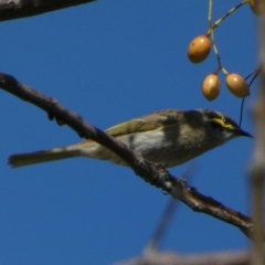 Caligavis chrysops (Yellow-faced Honeyeater) at Murga, NSW - 30 Aug 2022 by Paul4K