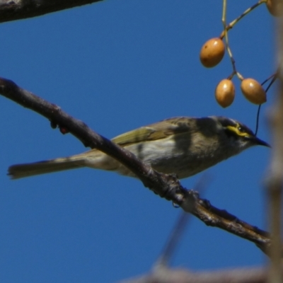 Caligavis chrysops (Yellow-faced Honeyeater) at Murga, NSW - 30 Aug 2022 by Paul4K