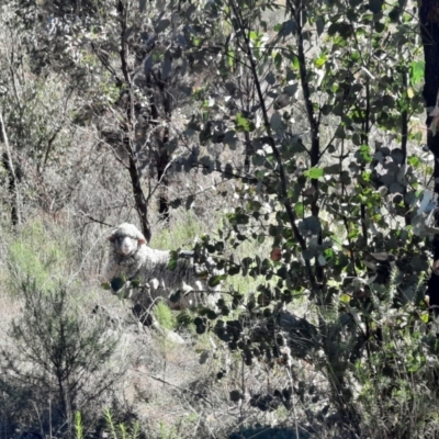 Ovis aries (Sheep) at Namadgi National Park - 3 Sep 2022 by MB