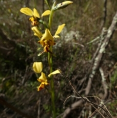 Diuris goonooensis at Murga, NSW - 30 Aug 2022 by Paul4K