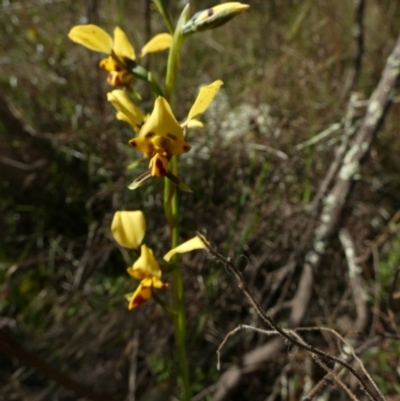 Diuris goonooensis (Western Donkey Orchid) at Murga, NSW - 30 Aug 2022 by Paul4K