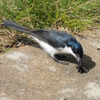 Myiagra inquieta (Restless Flycatcher) at Symonston, ACT - 3 Sep 2022 by CallumBraeRuralProperty