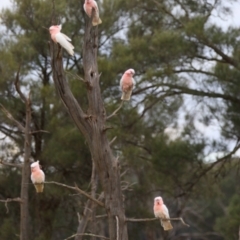 Lophochroa leadbeateri (Pink Cockatoo) at Arumpo, NSW - 25 Aug 2022 by MB