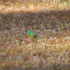 Psephotus haematonotus (Red-rumped Parrot) at Menindee, NSW - 23 Aug 2022 by MB