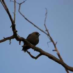 Artamus cyanopterus (Dusky Woodswallow) at Menindee, NSW - 3 Sep 2022 by MB