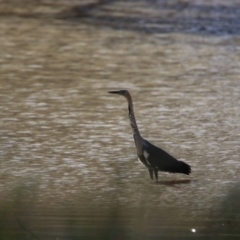 Ardea pacifica (White-necked Heron) at Menindee, NSW - 23 Aug 2022 by MB