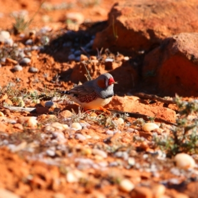 Taeniopygia guttata (Zebra Finch) at Mutawintji, NSW - 21 Aug 2022 by MB