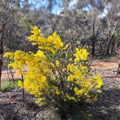Acacia boormanii (Snowy River Wattle) at Hackett, ACT - 2 Sep 2022 by abread111
