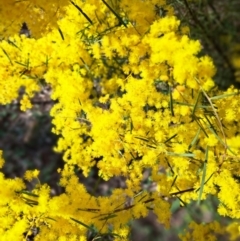 Acacia boormanii at Hackett, ACT - 2 Sep 2022