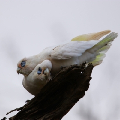 Cacatua sanguinea (Little Corella) at Mutawintji, NSW - 20 Aug 2022 by MB