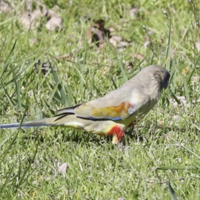 Northiella haematogaster (Greater Bluebonnet) at Belconnen, ACT - 3 Sep 2022 by AlisonMilton