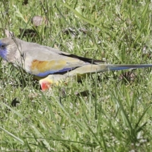 Northiella haematogaster at Belconnen, ACT - 3 Sep 2022