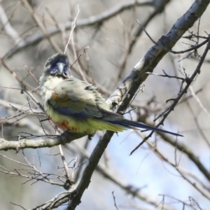 Northiella haematogaster at Belconnen, ACT - 3 Sep 2022