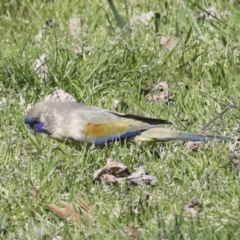 Northiella haematogaster at Belconnen, ACT - 3 Sep 2022