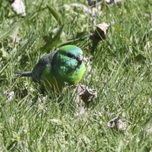 Psephotus haematonotus at Belconnen, ACT - 3 Sep 2022