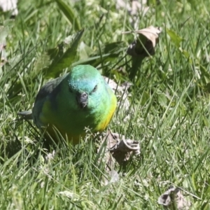 Psephotus haematonotus at Belconnen, ACT - 3 Sep 2022