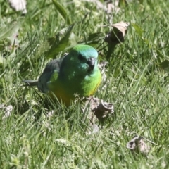 Psephotus haematonotus at Belconnen, ACT - 3 Sep 2022