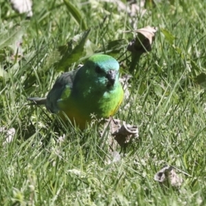 Psephotus haematonotus at Belconnen, ACT - 3 Sep 2022