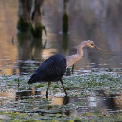 Ardea pacifica (White-necked Heron) at Wilcannia, NSW - 19 Aug 2022 by MB