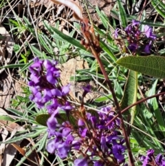 Hardenbergia violacea (False Sarsaparilla) at Hackett, ACT - 2 Sep 2022 by abread111