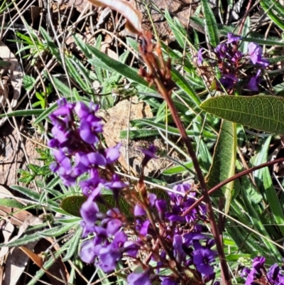 Hardenbergia violacea (False Sarsaparilla) at Hackett, ACT - 2 Sep 2022 by abread111