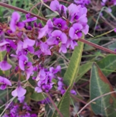 Hardenbergia violacea at Hackett, ACT - 2 Sep 2022 02:58 PM