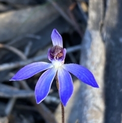 Cyanicula caerulea (Blue Fingers, Blue Fairies) at Mount Jerrabomberra QP - 3 Sep 2022 by Steve_Bok