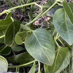 Vinca major at Jerrabomberra, NSW - 3 Sep 2022