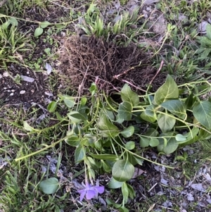 Vinca major at Jerrabomberra, NSW - 3 Sep 2022