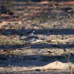 Thinornis melanops (Black-fronted Dotterel) at Menindee, NSW - 24 Aug 2022 by MB