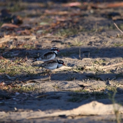 Thinornis melanops (Black-fronted Dotterel) at Menindee, NSW - 24 Aug 2022 by MB