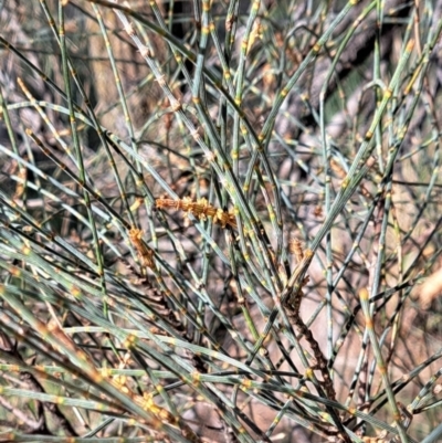 Allocasuarina verticillata (Drooping Sheoak) at Hackett, ACT - 2 Sep 2022 by abread111