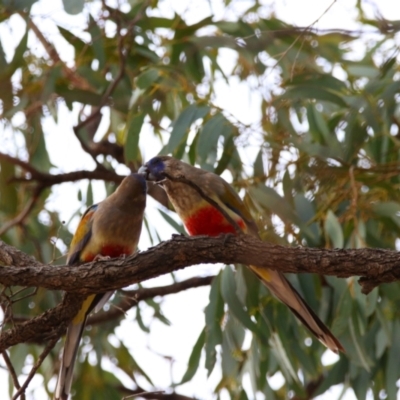 Northiella haematogaster (Greater Bluebonnet) at Anabranch South, NSW - 24 Aug 2022 by MB