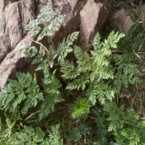 Conium maculatum at Dairymans Plains, NSW - 3 Sep 2022 01:34 PM