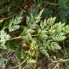 Conium maculatum at Dairymans Plains, NSW - 3 Sep 2022 01:34 PM