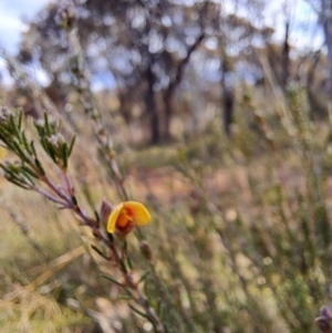 Dillwynia sp. Yetholme (P.C.Jobson 5080) NSW Herbarium at Hackett, ACT - 2 Sep 2022