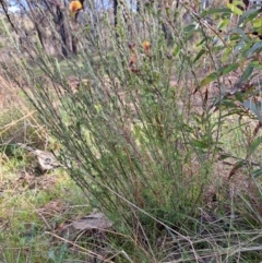 Dillwynia sp. Yetholme (P.C.Jobson 5080) NSW Herbarium at Hackett, ACT - 2 Sep 2022