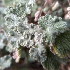 Marrubium vulgare at Dairymans Plains, NSW - 3 Sep 2022